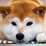 Shin